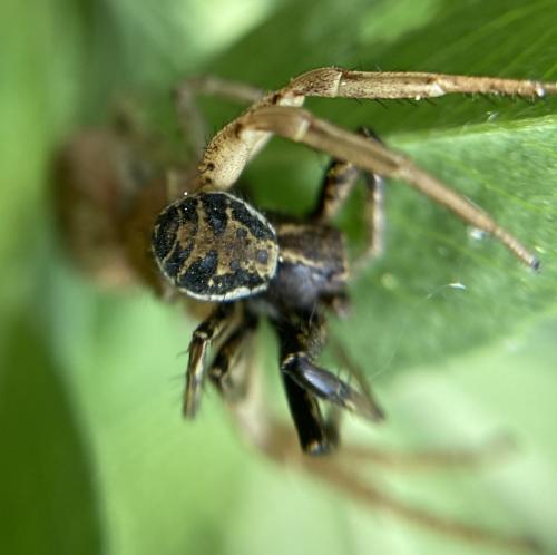 Réf. 302 544 : Xysticus sp.